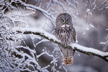 great grey owl