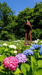 Colorful hydrangea blossoms in a park