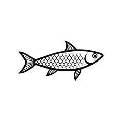 herring fish isolated silver scales