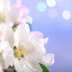 Obraz premium Close-up of delicate white blossoms against a soft, blurred background