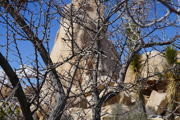 tree branches against blue sky