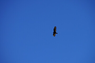 bird in flight