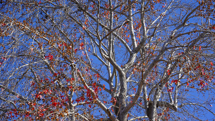 Obraz premium tree branches against blue sky