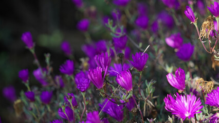 purple flowers in the field