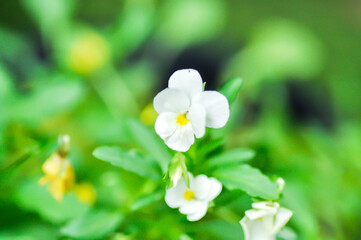 Pansies, Pansy or Viola or Viola cornuta or  Viola lutea or Viola x wittrockiana flower or white pansy flower