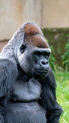 Obraz premium Gorilla portrait in profile