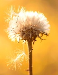 Fototapeta premium Dandelion seed head in golden light (1)