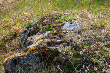 East Iceland, moss and plants growing on large stone