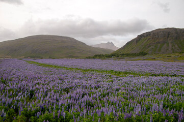 Fototapeta premium Endless fields of nootka lupine