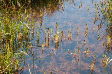 Stokksnes Iceland, aquatic plants growing in clear water