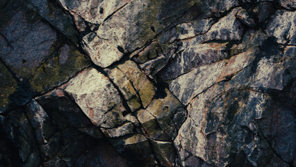 tree bark texture rock 