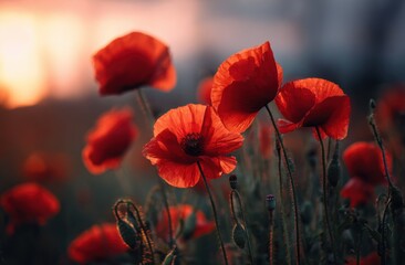 Fototapeta premium Vibrant red poppies in a field at sunset (2)