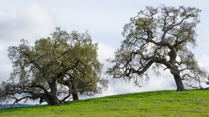 Obraz premium tree in the park