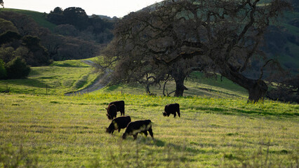 cows on pasture