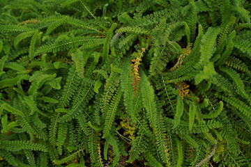 fern leaf background