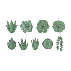 Collection of Illustrated Succulents and Aloes:  Botanical Line Art