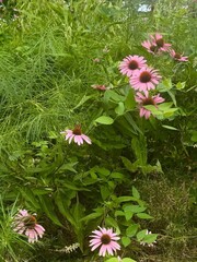 Beautiful Pink Flower in The Garden