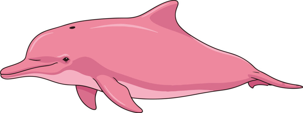 This illustration depicts a pink river dolphin, also known as the boto, swimming gracefully. 