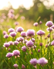 Fototapeta premium Pretty pink flowers in a field
