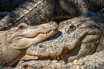 Close-Up of Two Alligators Relaxing Together at Everglades Alligator Farm, Florida 