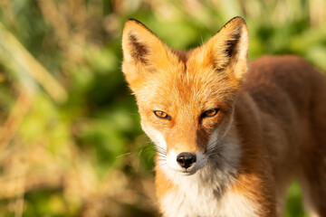 Red fox