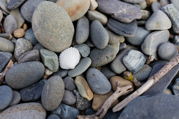 pebble stonesand shell background