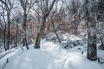 Sunlight over snowy winter forest on Eorimok Trail, Hallasan, Jeju Island
