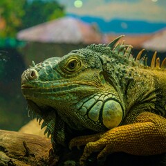 Fototapeta premium Close-up iguana portrait