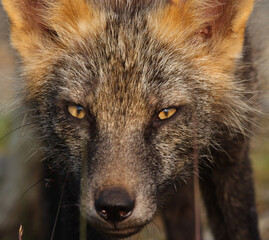 red fox portrait
