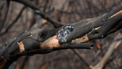 black and white old tree