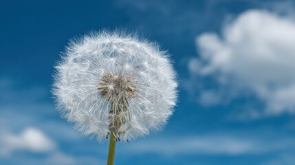Obraz premium A dandelion seed head stands tall against a bright blue sky, showcasing its intricate white fluff. The scene captures the essence of a sunny spring day, inviting thoughts of nature's beauty.