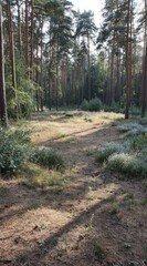 Sunlit clearing in a pine forest, tall trees surrounding a grassy patch with wildflowers, cast long shadows on a sunny day