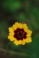 Close-up of yellow and brown Indian blanket flower. Gaillardia plant in bloom on summer in the meadow