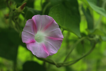 Close-up of morning glory white and pink flowers in the garden. Ipomoea  plant in bloom on summer