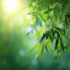 Fototapeta premium Sunlit Green Leaves and Branches