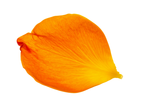 Close-up of a single, vibrant orange flower petal isolated on a transparent background. 