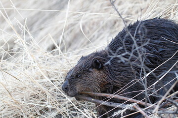 beaver in the grass