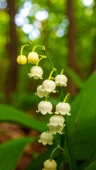 Delicate white lilies of the valley in a lush forest