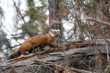 American marten