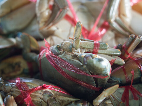 Scylla olivacea tied with red rope in a blue basket