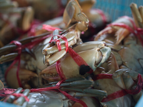 Scylla olivacea tied with red rope in a blue basket