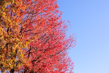 青空と真っ赤な紅葉