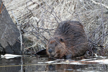 beaver in the grass