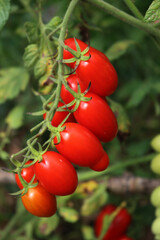Italian Datterino or Cherry tomatoes  growing on branches in the vegetable garden 