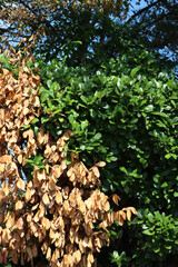 Cherry laurel hedge  with one dead dry bush on summer. Prunus laurocerasus on a sunny day