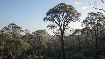 Obraz premium Forrest with giant trees in the Walpole area in the Southwest of Western Australia