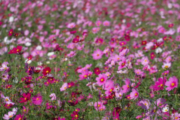 一面に咲くピンクのコスモス畑