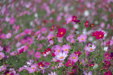 Naklejka premium 赤とピンクのコスモスが咲く秋の花畑