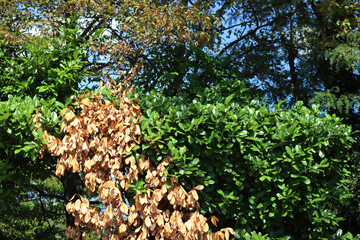 Cherry laurel hedge  with one dead dry bush on summer. Prunus laurocerasus on a sunny day
