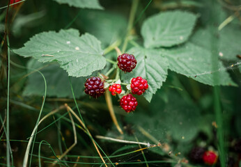 Wild red raspberries growing on green bush in forest